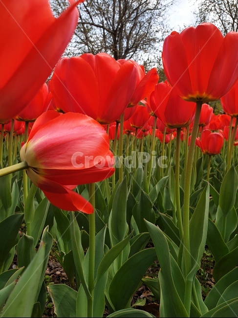 plant,식물,flower,꽃,blossom,튤립,식물,자연,plants,nature,꽃,flower