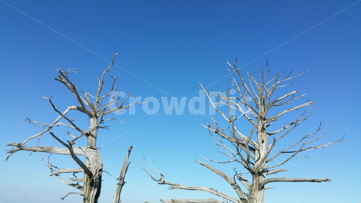 나무,겨울나무,하늘,나뭇가지,tree,brunch,winter,겨울,식물,자연,plants,nature,나무,trees,wood