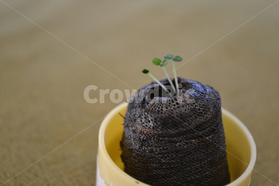 새싹,봄,생명,식물,식물키우기,sprout,spring,plants,식물,자연,plants,nature