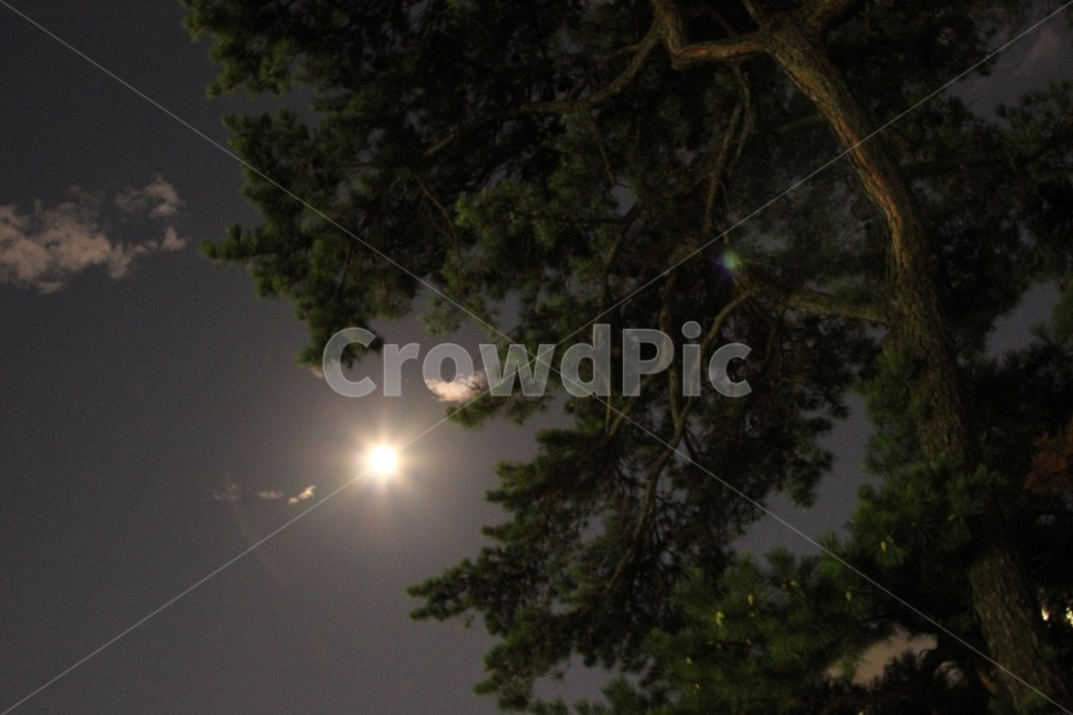달,밤,달밤,moon,night,소나무,야경,야경,밤,풍경,nightscape,night,landscape