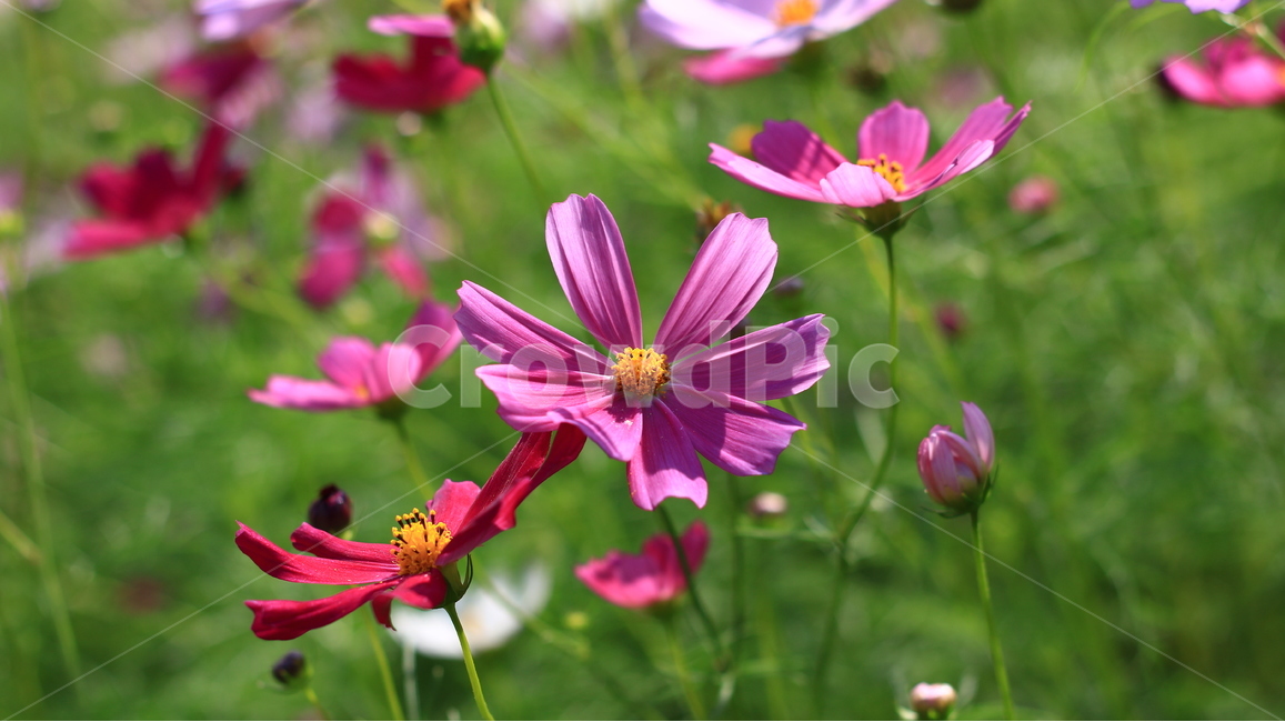 코스모스,꽃,flower,감성,가을,분홍색,핑크,pink,분홍색꽃,식물,가을,계절,fall,autumn,season,식물,자연,plants,nature,꽃,flower,plant