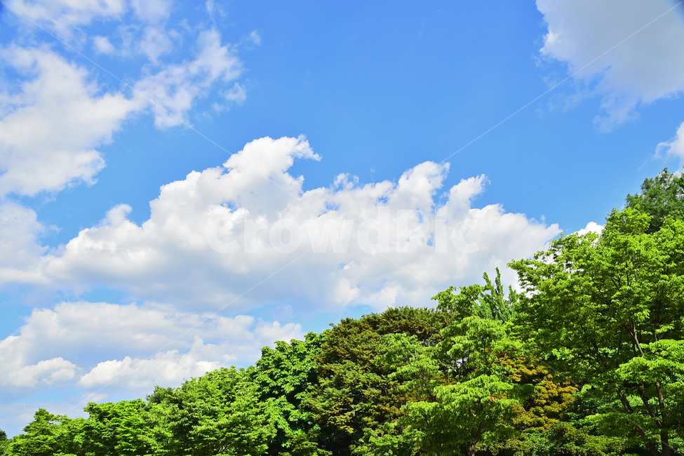 하늘,구름,뭉게구름,청명,맑은날,숲,그린,초록,나무,forest,green,sky,clouds,배경,바탕,백그라운드,background,환경,대기