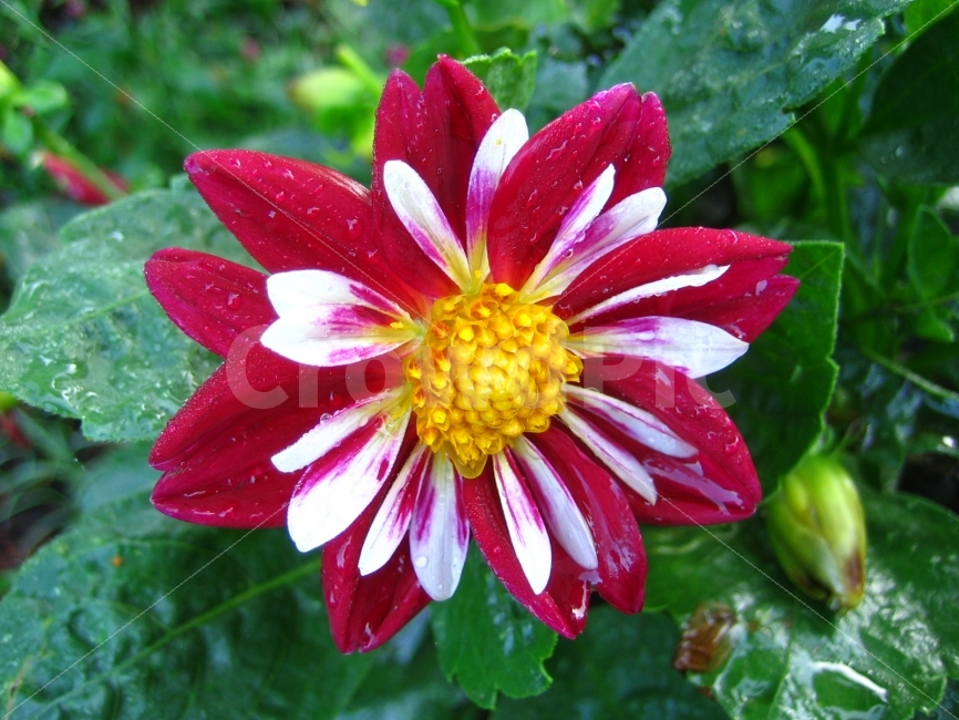 꽃,식물,숲,화려함,애틀란타,식물,자연,plants,nature,꽃,flower