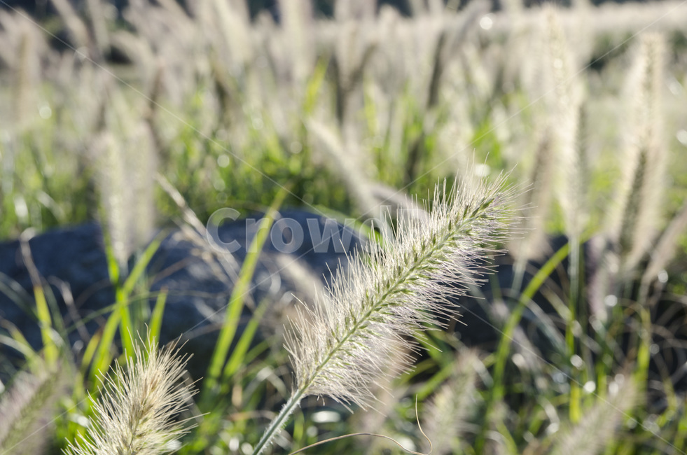 자연,풍경,풀,강아지풀,식물,자연,풍경,nature,landscape,grass,잔디,plant,lawn