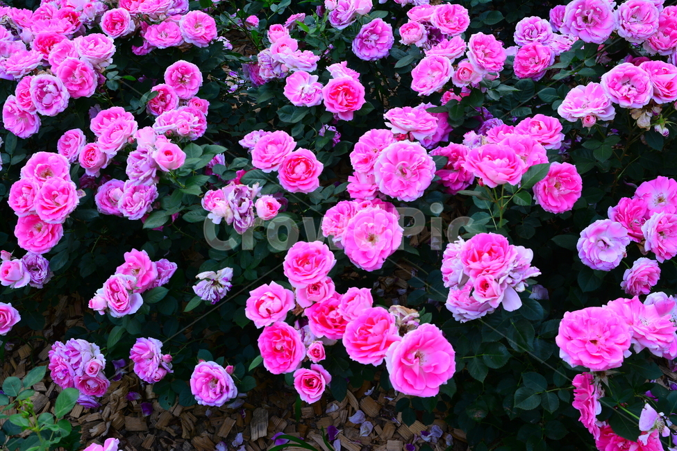 장미,장미꽃,로즈,꽃,아름다움,예쁜,플라워,데코레이션,꽃송이,꽃잎,feeling,rose,flowers,5월,계절의여왕,가시,가든,정원,앞뜰,장미원,장미축제,BEAUTIFUL,plant,garden,핑크색장미,분홍장미,pink,꽃밭,수많은,식물,자연,plants,nature,꽃,flower
