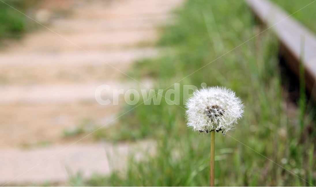 들꽃,들풀,민들레,홀씨,민들레홀씨,풀,철길,잡초,flower,꽃,nature,기찻길,식물,자연,plants,nature,꽃,flower
