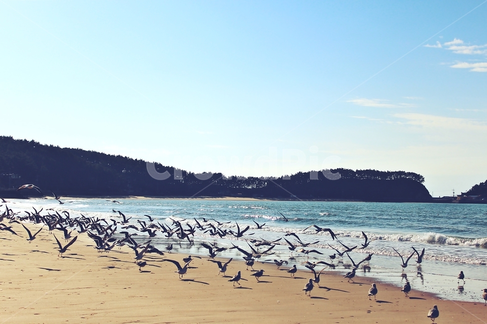 wood,나무,바다,해안선,파도,갈매기,하늘,해변,바다,beach,sea