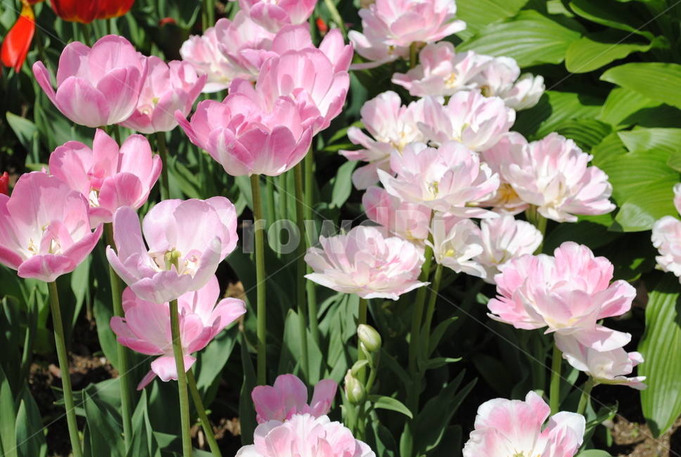 plant,식물,blossom,flower,꽃