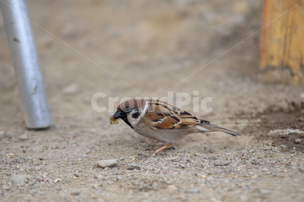 참새,새,텃새,참샛과,조류,bird,sparrow,동물,animal,조류,새,birds