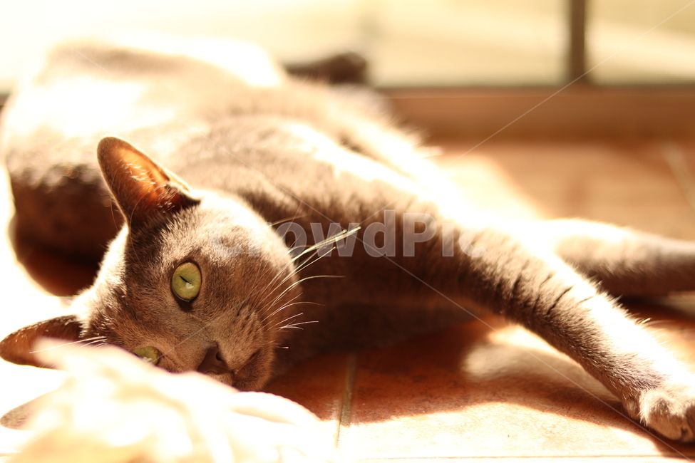 고양이,러시안블루,cat,반려동물,귀여움,반려묘,russianblue,노을,동물,animal,포유류,mammal,고양이,cat,kitten,kitty