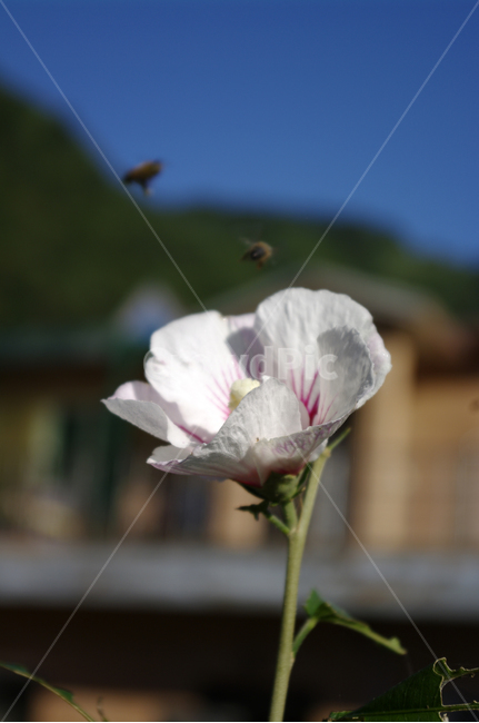 무궁화,꽃,flower,식물,plant,식물,자연,plants,nature,꽃,flower