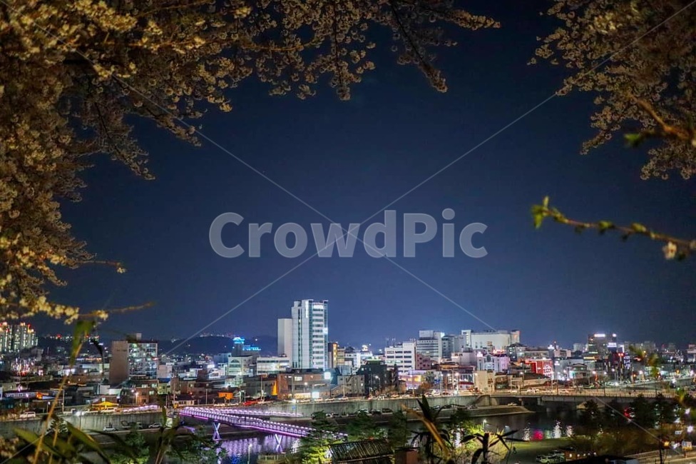 야경,벚꽃야경,강릉야경,강릉,남산공원,야경,밤,풍경,nightscape,night,landscape,도시,city,한국도시풍경,한국도시경관,korea cityscape,시티,town,metropolis,중심지,urban,어반,building,건물