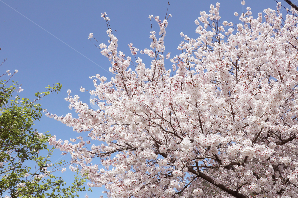 벚꽃,벚나무,식물,꽃,하늘,나무,봄,계절,spring,season,자연,풍경,nature,landscape,식물,plants,꽃,flower,plant,blossom