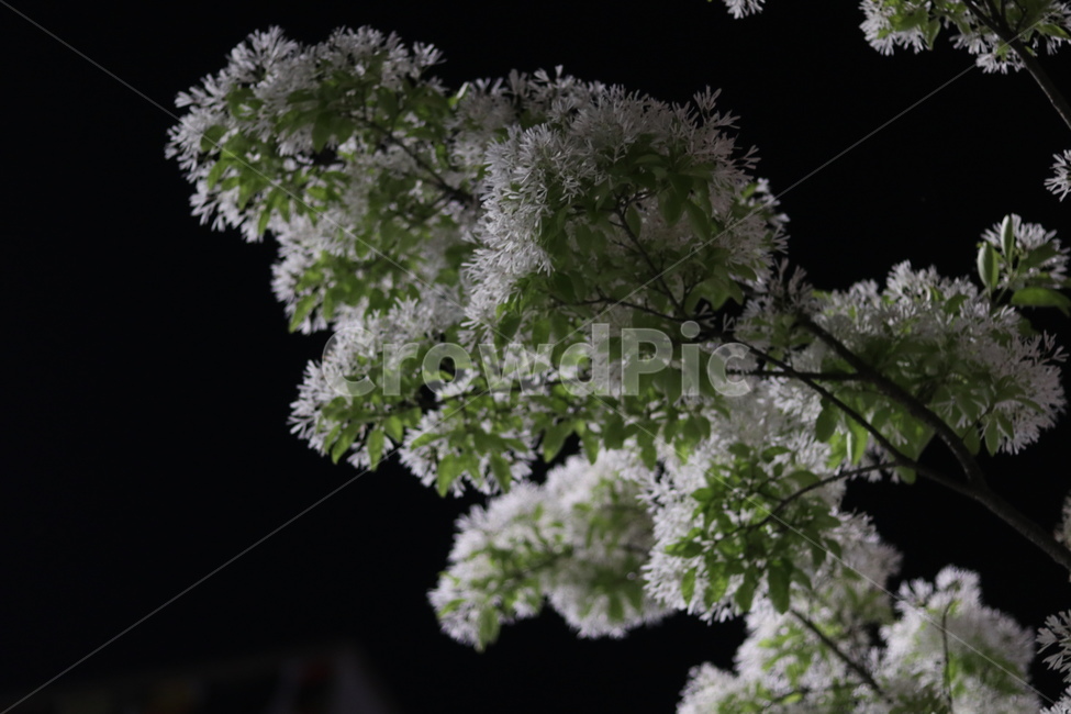 이팝나무꽃,밤,흰색,쌀모양,봄,야경,밤,풍경,nightscape,night,landscape,식물,자연,plants,nature,꽃,flower,plant,blossom
