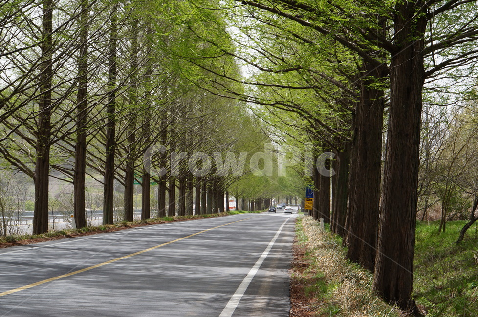 메타세콰이어나무,가로수,초록,풍경,봄,나무,자연,풍경,nature,landscape,한국자연풍경,한국자연경관,korea nature landscape,식물,plants,나무,trees,wood,road,도로,plant,tree