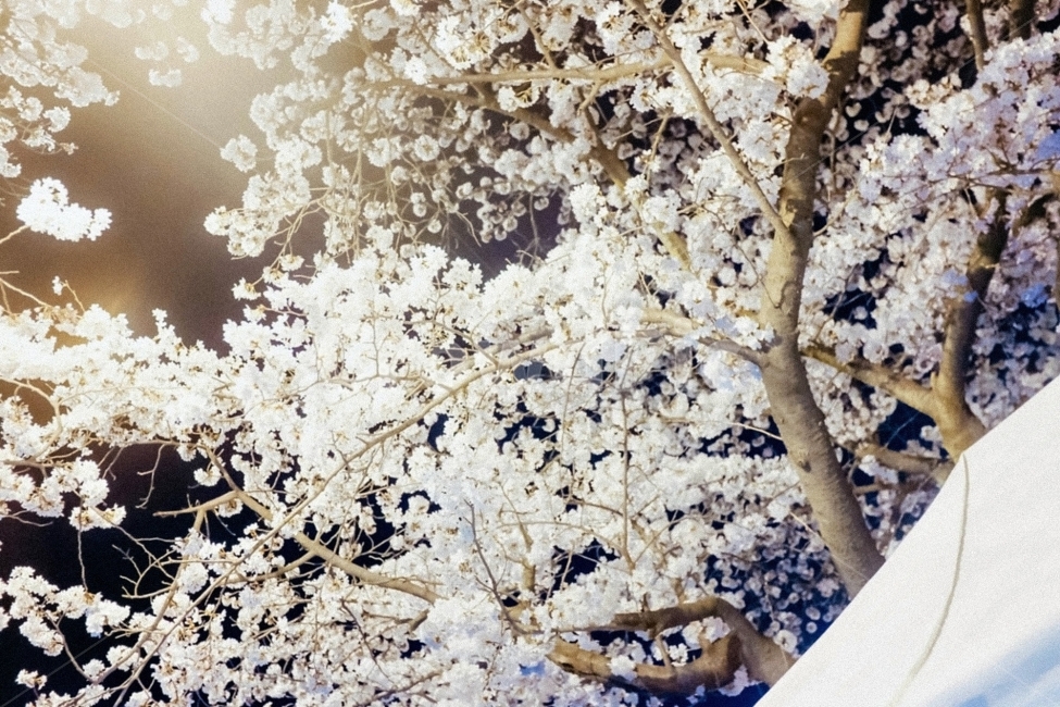스냅,감성사진,필름,필름느낌,필카,벚꽃,벚꽃축제,벚꽃여행,봄,계절,여행,국내여행,봄,계절,spring,season,식물,자연,plants,nature,꽃,flower,감성,sensible,feeling,plant