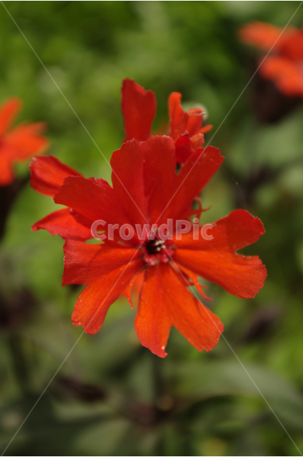 동자꽃,꽃,식물,flower,color,nature,자연,식물,자연,plants,nature,꽃,flower