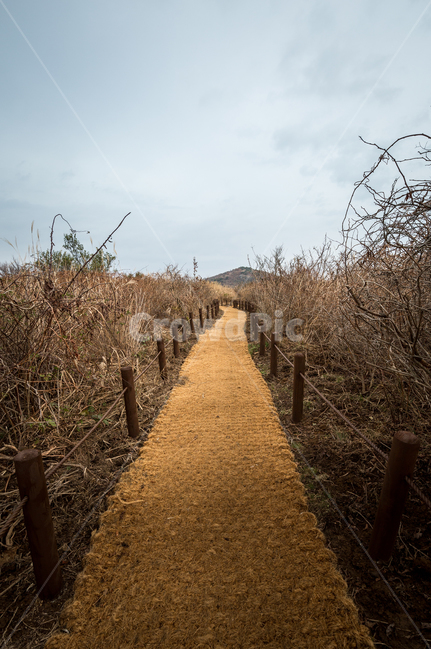 무등산,나무,숲,산길,산,억세,자연,풍경,nature,landscape,ground,바닥,wood