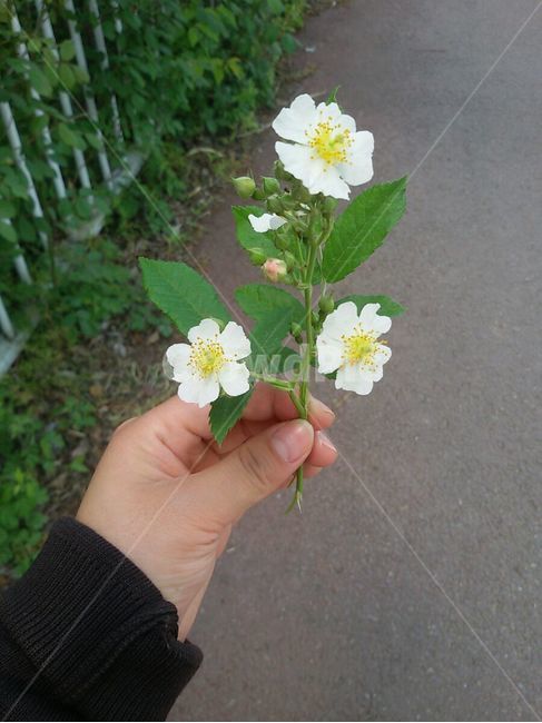 꽃,찔레꽃,예쁜,식물,힐링,식물,자연,plants,nature,꽃,flower,신체일부,몸,body