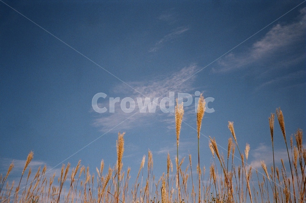 억새,갈대,갈대밭,필름,가을,자연,식물,plant,grass,lawn,잔디,가을하늘,하늘,감성,색체,색감,힐링,휴식,가을,계절,fall,autumn,season,자연,풍경,nature,landscape