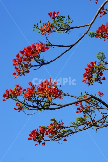 꽃,나무,자연,식물,하늘,파란하늘,flower,sky,nature,크리스마스트리나무,크리스마스트리꽃,외국꽃,열대나무,붉은꽃,redcolor,green,초록,외국자연풍경,식물,자연,plants,nature,꽃,flower
