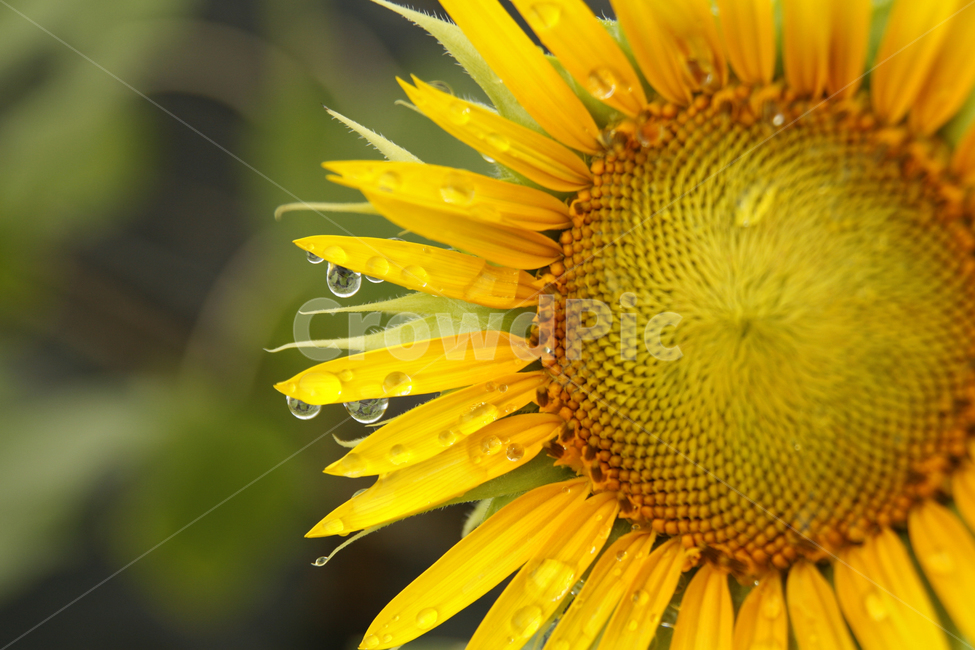 해바라기,여름,해바라기꽃,식물,해바라기씨,꽃잎,이슬,여름,계절,summer,season,가을,fall,autumn,식물,자연,plants,nature,꽃,flower,plant,blossom
