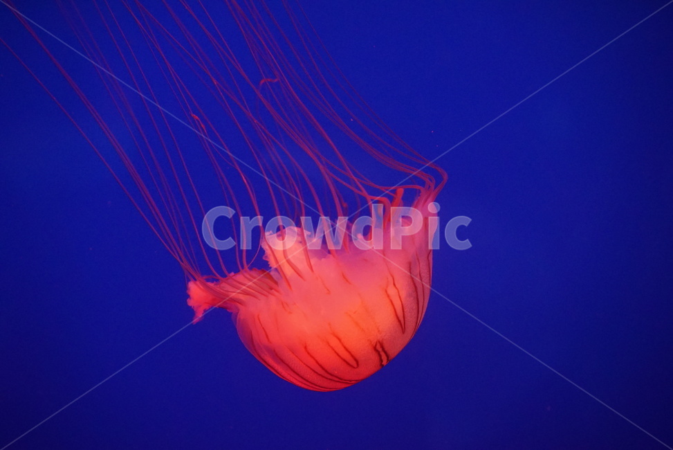 sealife,해양생물,animal,동물,해파리,아쿠아리움,동물,animal