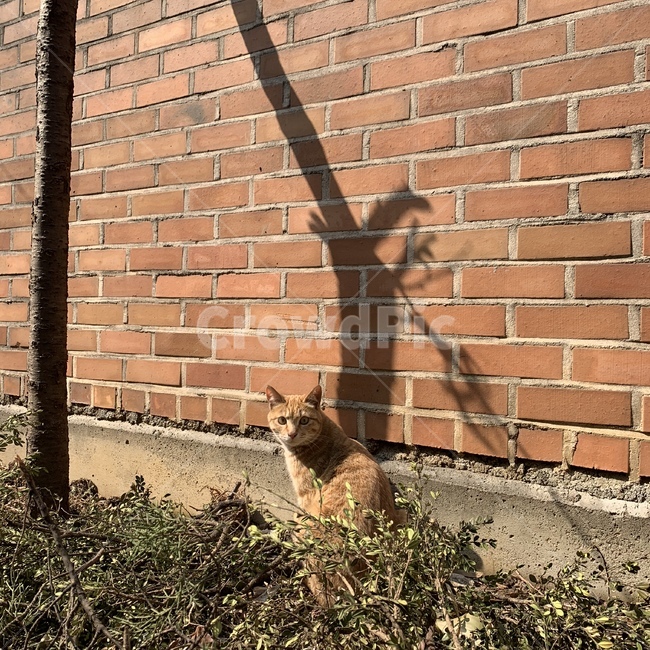 고양이,길고양이,담벼락,햇살,그림자,봄,동물,animal,포유류,mammal,고양이,cat,kitten,kitty