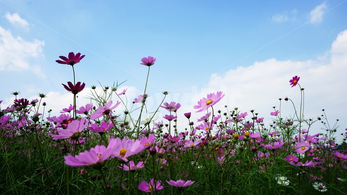 코스모스,야생화,꽃,식물,가을,가을,계절,fall,autumn,season,식물,자연,plants,nature,꽃,flower,plant