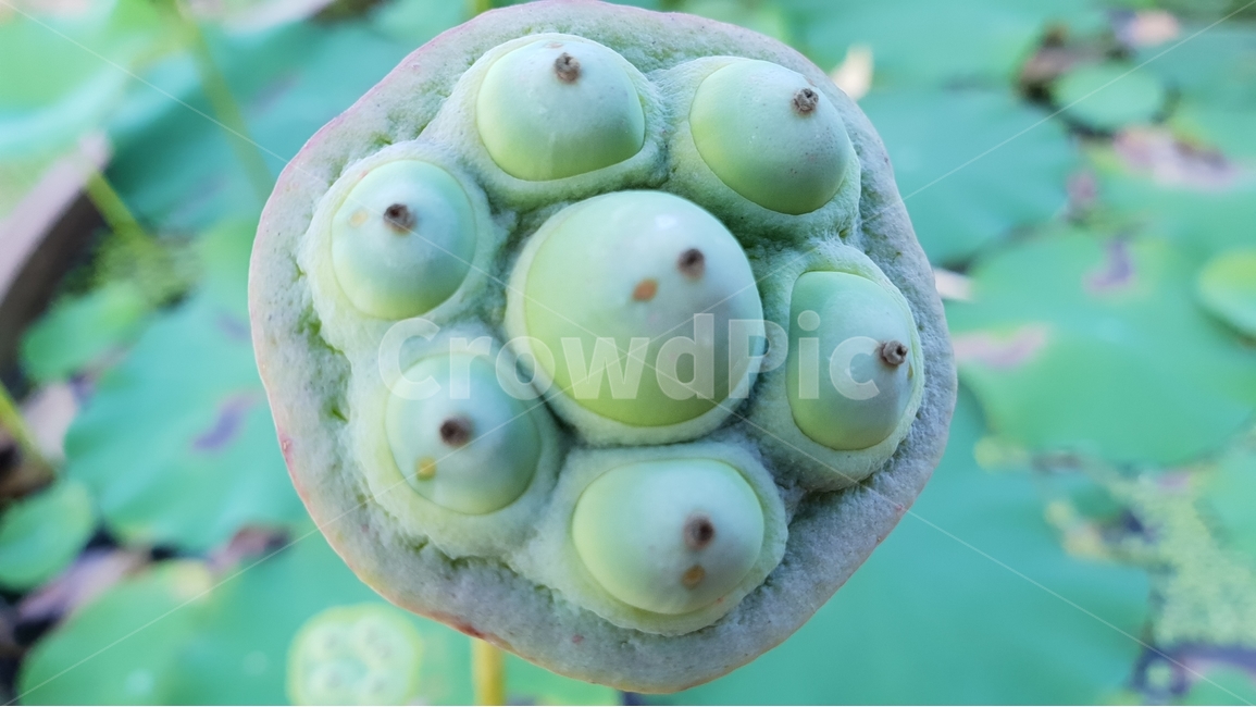 연밥,씨앗,여름,연못,식물,자연,초록,결실,꽃진자리,lotusseed,nature,plant,summer,수생식물,다년생,번식,생존,연꽃열매,연꽃씨앗,배경,배경이미지,배경화면,식물,자연,plants,nature