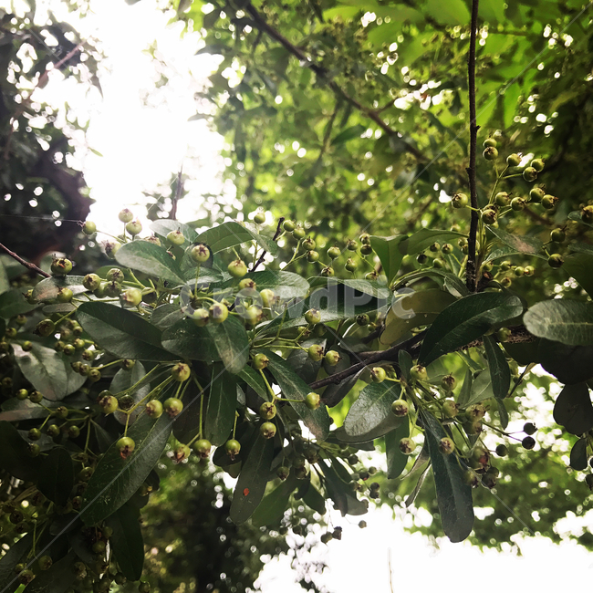 plant,식물,하늘,여름,green
