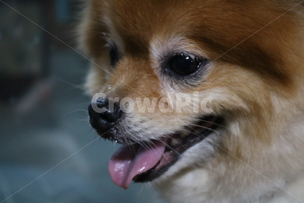 강아지,포메라니안,dog,puppy,곰돌이컷,포메라이언,adog,cute,adorable,active,animal,play,playwithdog,pomeranian,귀여운,사랑스러운,개,활기찬,행복한,동물,반려견,포유류,mammal,doggy,동물,animal,포유류,mammal,개,강아지,dog,doggy