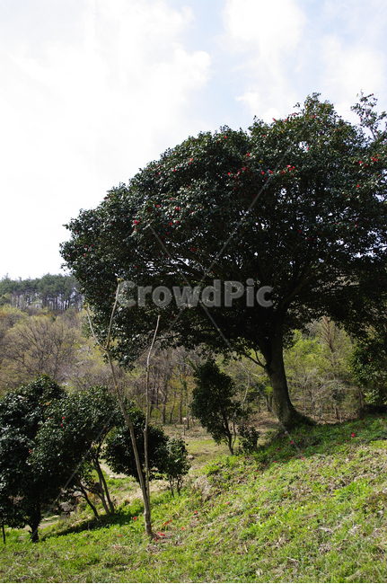 낙화,동백나무,동백꽃,꽃,flower,계절,봄,spring,자연,풍경,nature,landscape,식물,plants,나무,trees,wood,tree,plant,tree trunk,나무 줄기