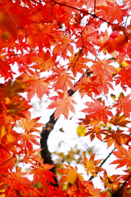 가을,단풍,붉은색,속리산,보은,색감,식물,자연,plants,nature,가을,계절,fall,autumn,season,leaf,잎,plant,tree,나무,maple