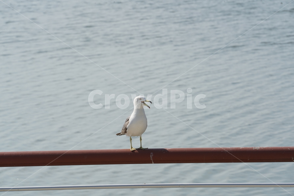 갈매기,도요목,commongull,새,조류,물새류,gull,괭이갈매기