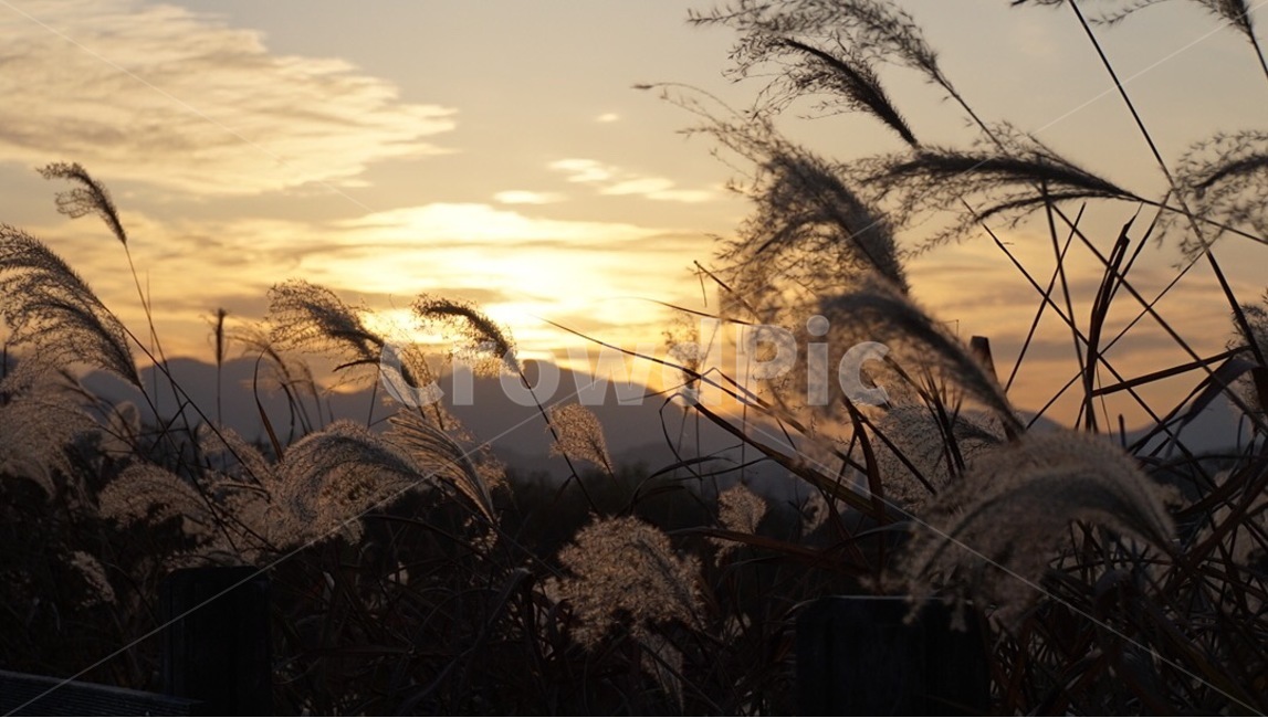 주남저수지,억새,철새,노을,해질녘,sunset,자연,풍경,nature,landscape,식물,plants,plant,grass,잔디,lawn,reed,갈대