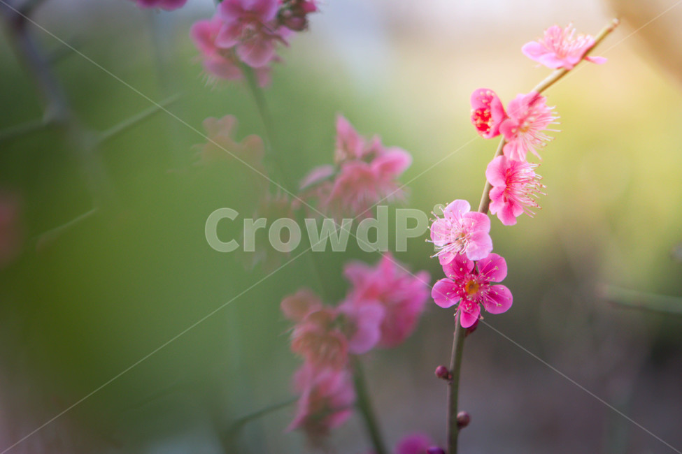매화,매화꽃,매화나무,봄꽃,꽃,봄날,봄,계절,spring,season,식물,자연,plants,nature,꽃,flower,blossom,geranium,제라늄,plant