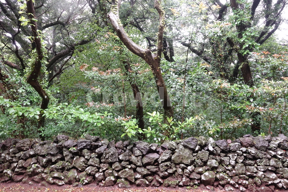 제주도,숲,자연,초록초록,감성사진,자연,풍경,nature,landscape,한국자연풍경,한국자연경관,korea nature landscape,제주도,jeju,jeju island,rubble,파편