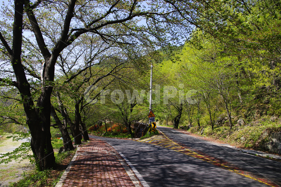 하동,길,벚꽃나무,식물,plant,봄,spring,초록,자연,풍경,nature,landscape,asphalt,아스팔트,road,도로,tree,나무