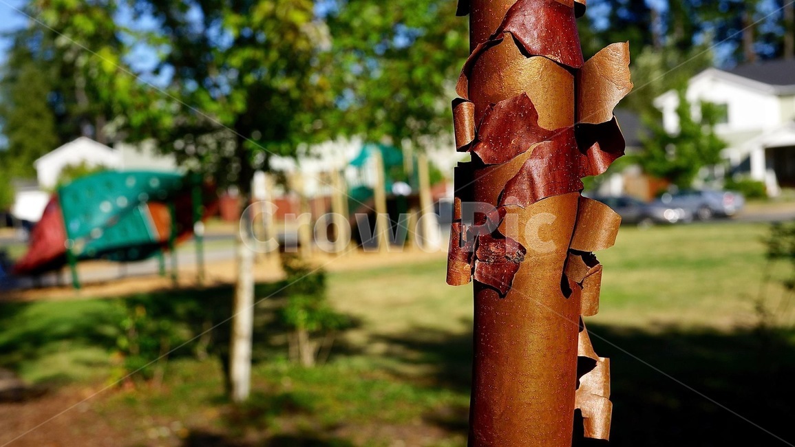 나무,나무등걸,tree,plant,식물