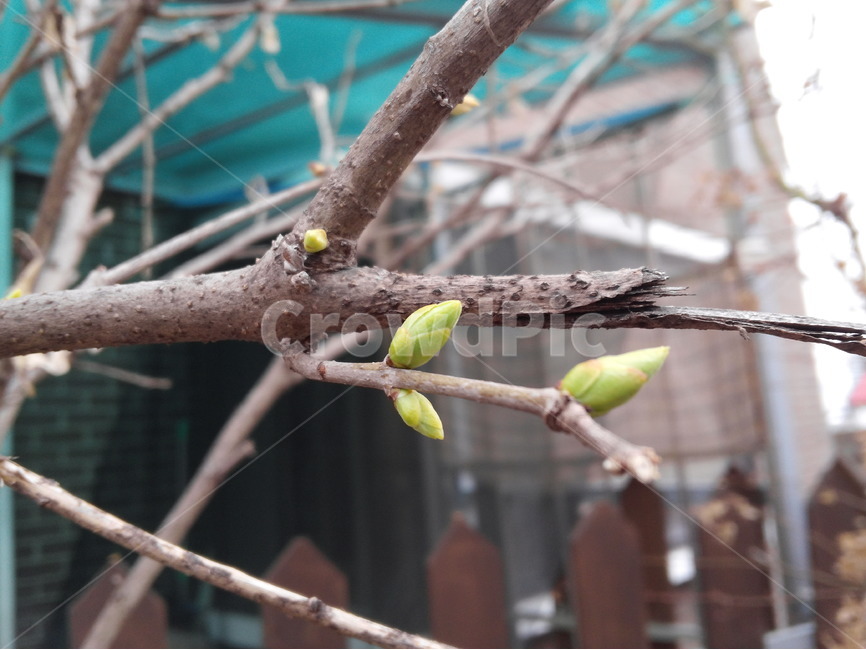 새순,봄,정원,꽃나무,라일락,봄소식,전령사,봄,계절,spring,season,식물,자연,plants,nature,plant
