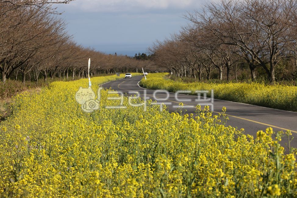 road,도로,녹산로,유채꽃,제주도