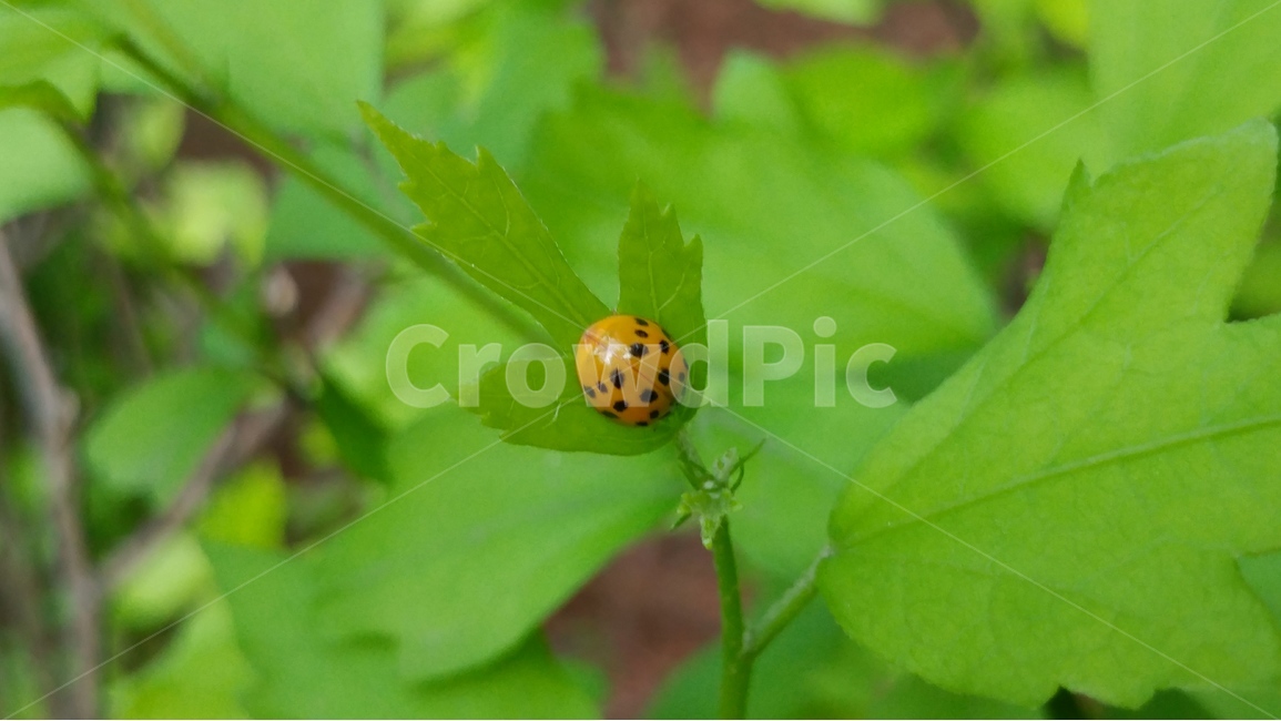 자연,녹색,무당벌레,초록,싱그러운,식물,자연,plants,nature,동물,animal,곤충,벌레,insect,bug