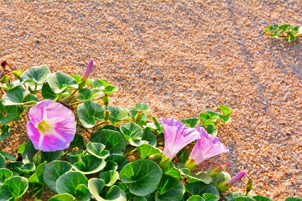 메꽃,해안,백사장,야생화,바닷가,여름,분홍,핑크,덩굴성,아름다운,예쁜,beautiful,flowers,sand,햇살,역광,무늬,꽃송이,꽃봉오리,바닷가꽃,동해안,모래사장,모래밭,해변,바다,pink,식물,자연,plants,nature,꽃,flower