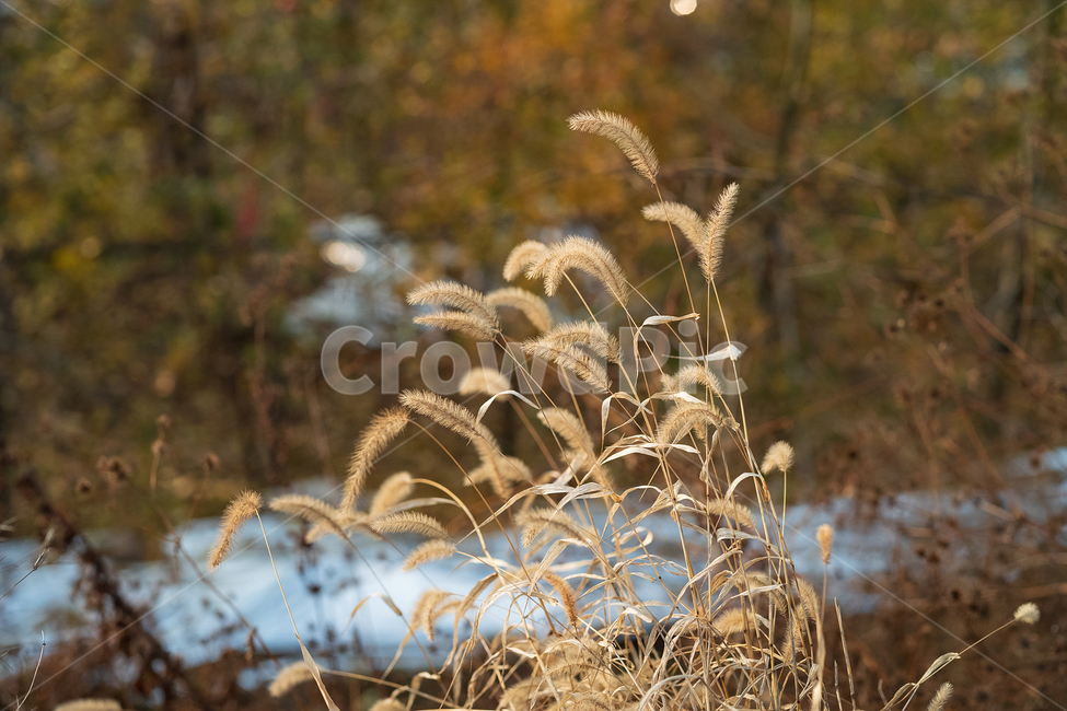 강아지풀,늦가을,시골,자연,가을,식물,자연,plants,nature