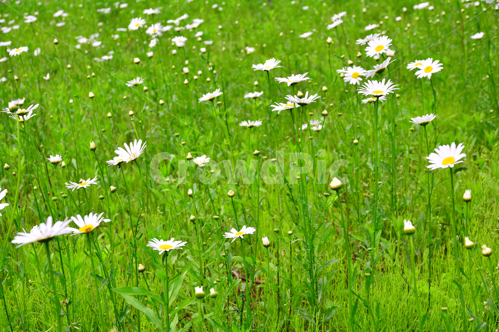 마가렛트,꽃,국화과,하얀꽃,꽃밭,심다,초원,전원,힐링,plant,flower,green,녹색,그린,초록색,싱그러운,white,시즌,계절,season,야생화,식물,자연,plants,nature,꽃,flower