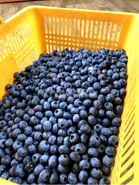 blueberries,계절과일,계절,blueberry,food,음식,블루베리,plant,fruit,식물,과일