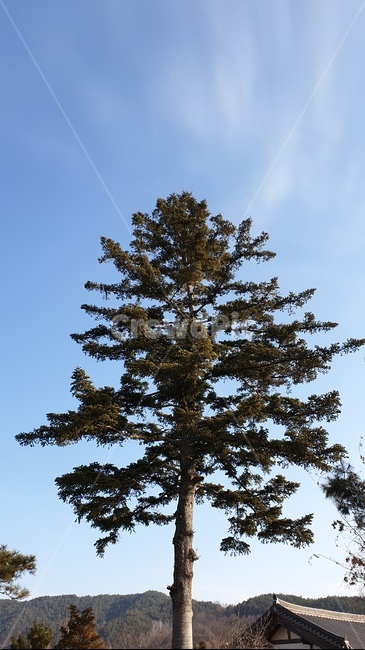 건물,문,flooring,식물,tree,나무,전나무,소나무,산