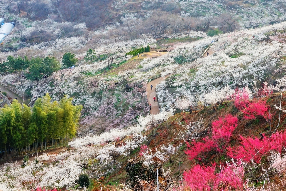 매화마을,봄,풍경,다압면,꽃,광양시,봄,계절,spring,season,자연,풍경,nature,landscape,plant,식물,outdoors,옥외