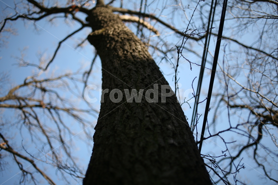 나무,풍경,tree,북한산,산,mountain,forest,숲